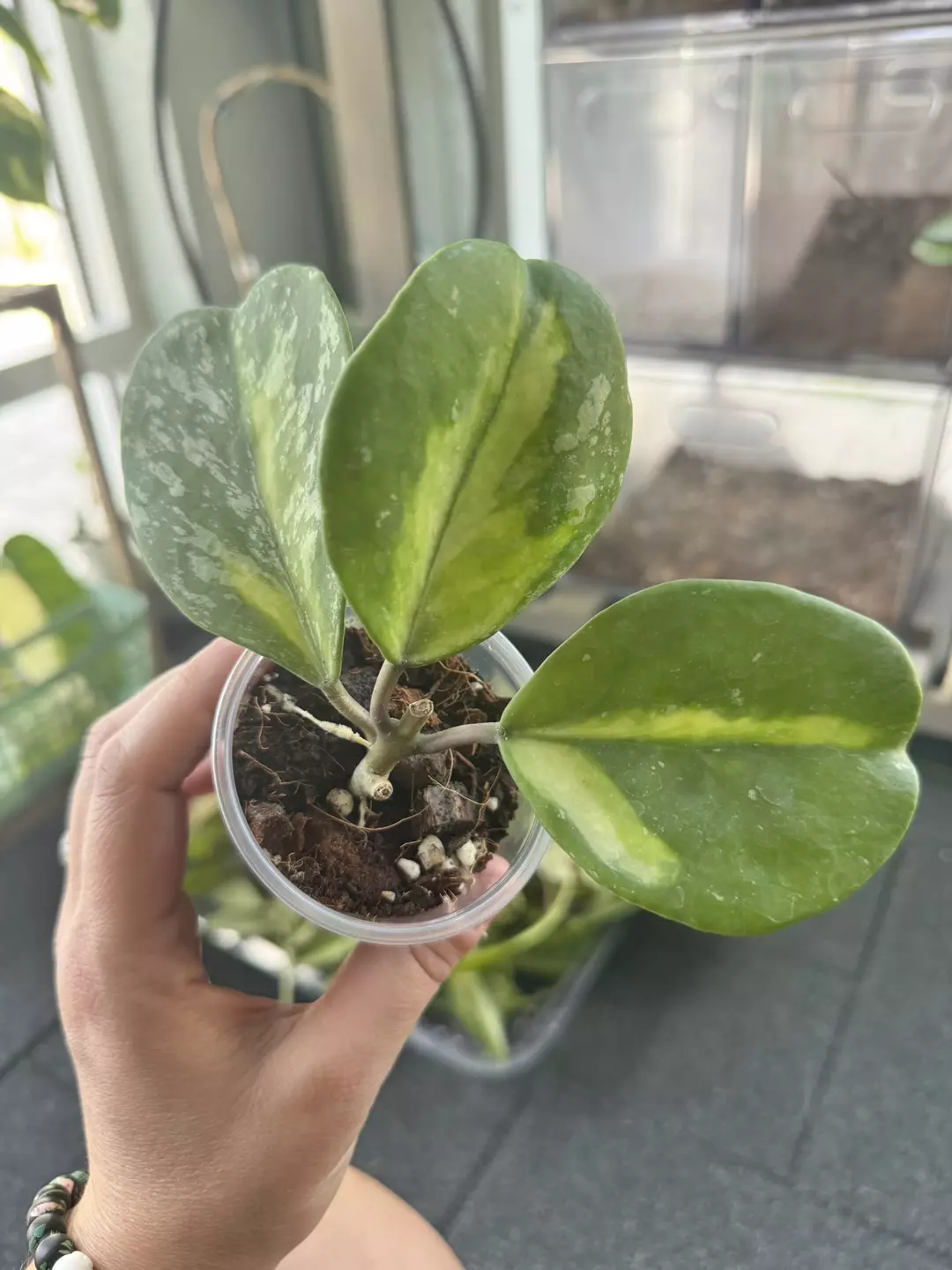 Hoya Obovata Inner Variegated thumbnail