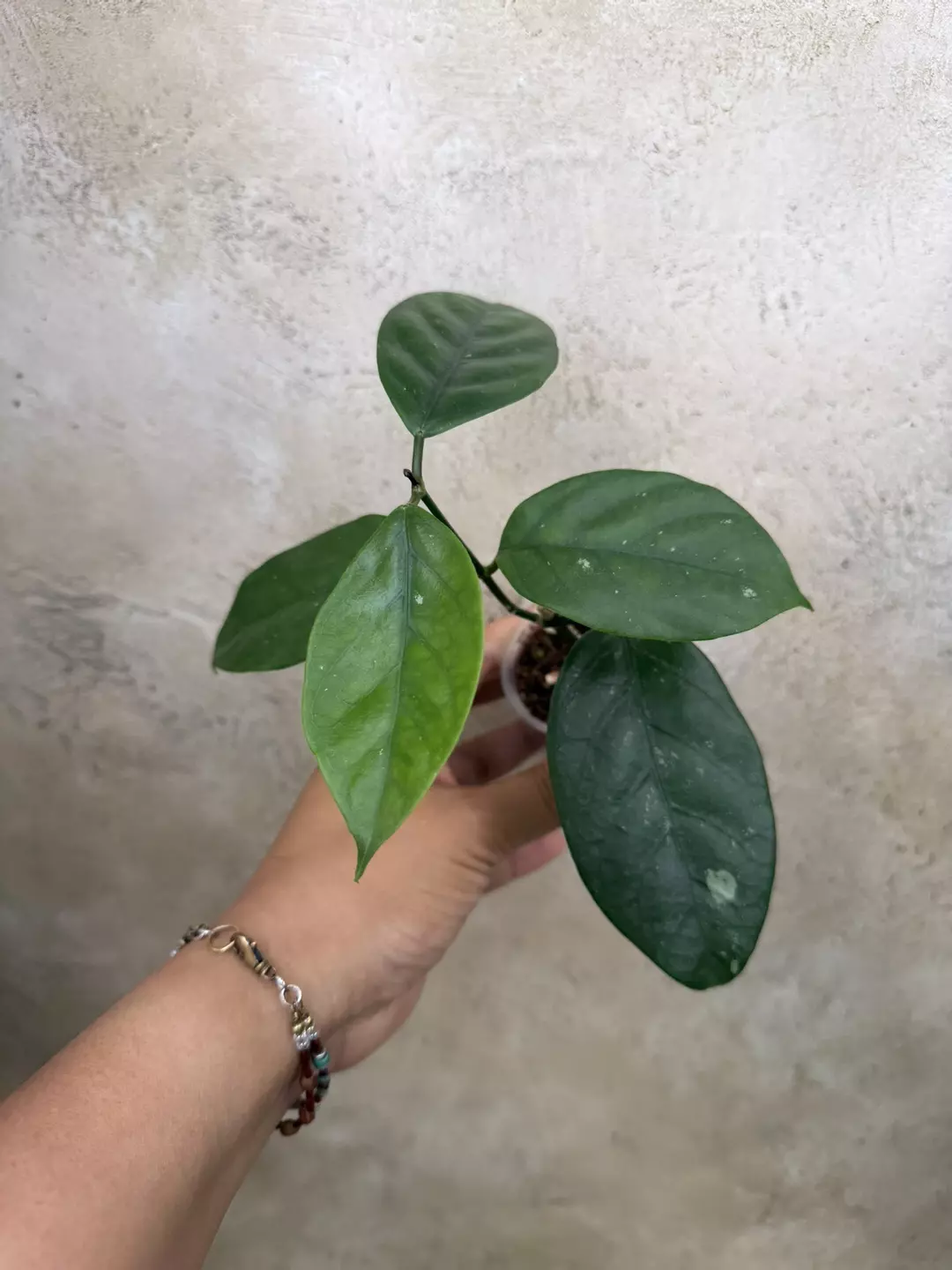 Coriacea thumbnail