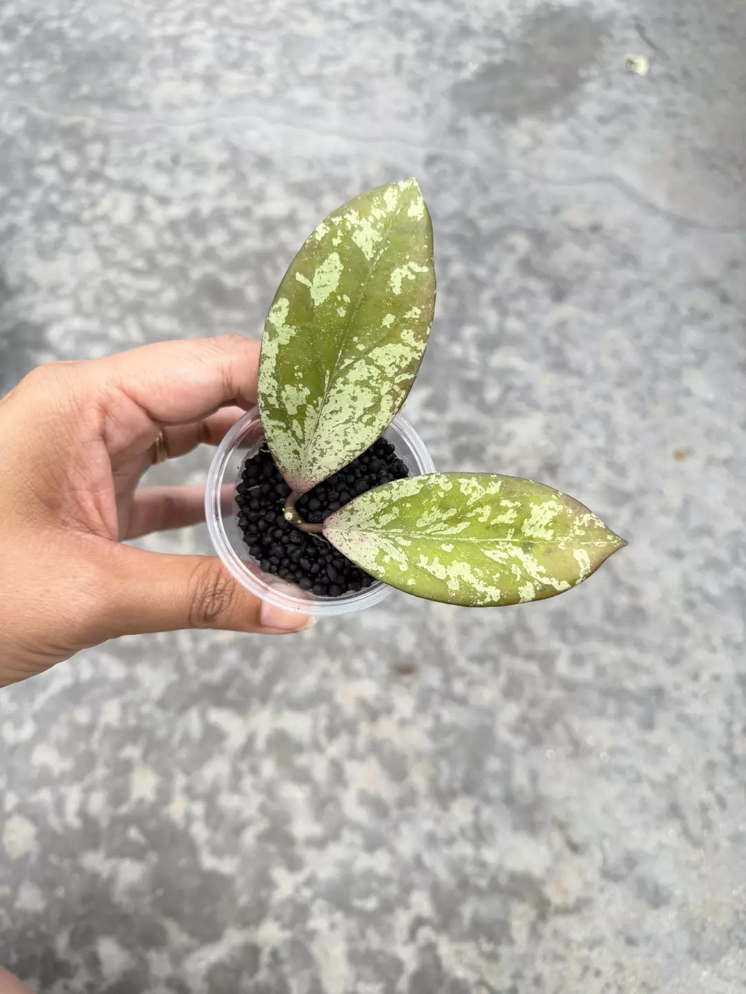 Fulgenta, rooted with new growth thumbnail