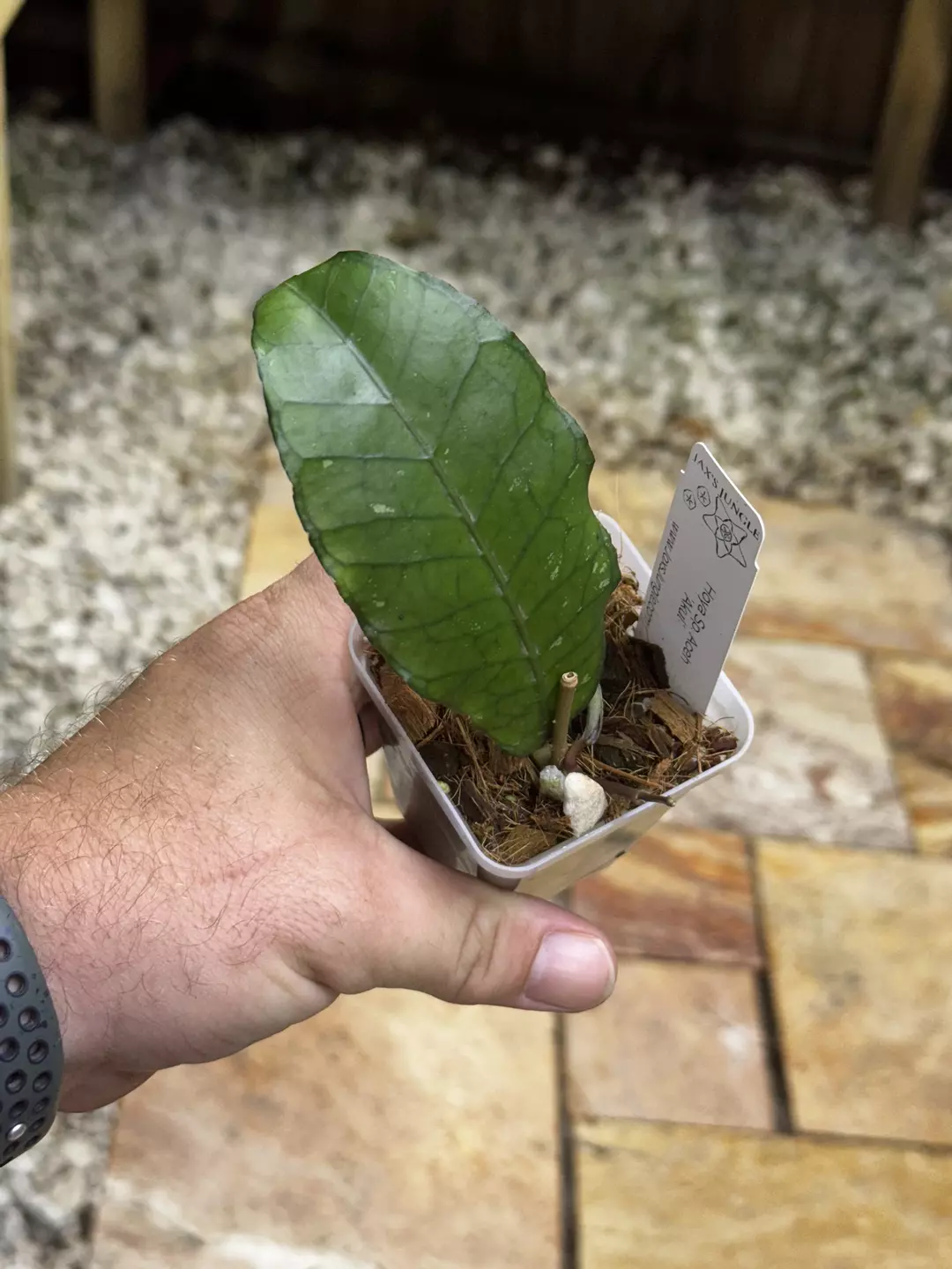 Hoya Sp. Aceh 'Akul' thumbnail