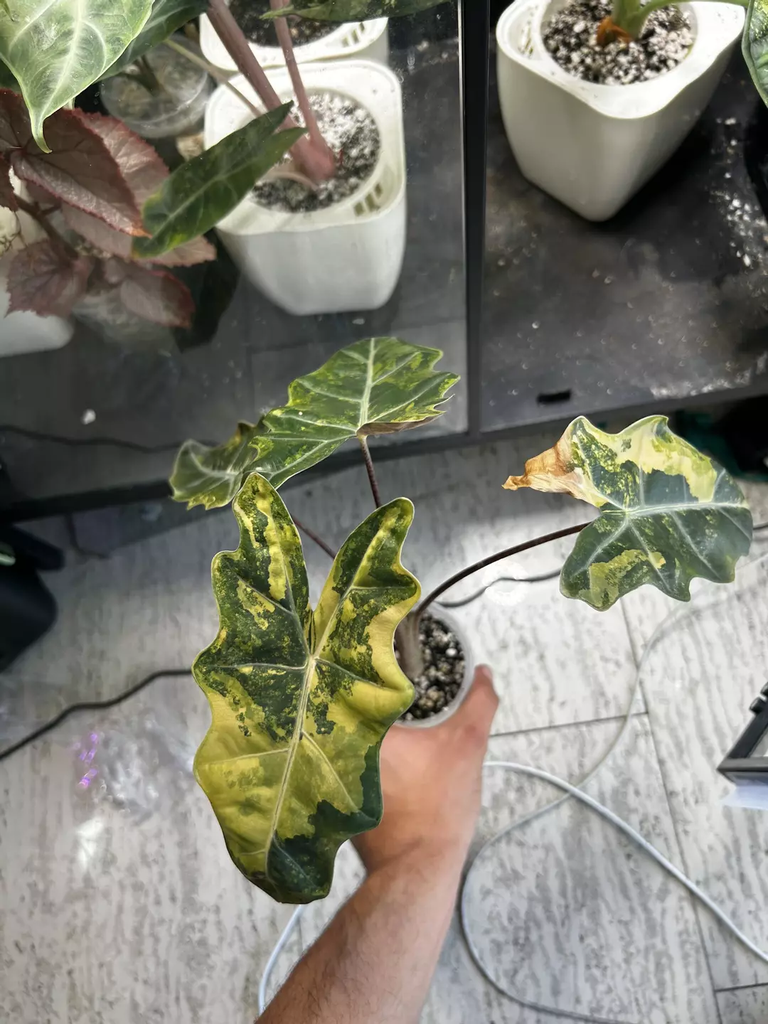Pseudo Sanderiana Aurea Corm C thumbnail
