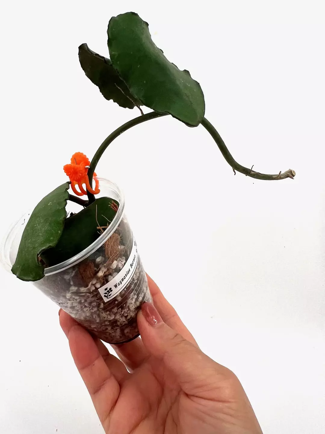 1100 Hoya Waymaniae Borneo thumbnail