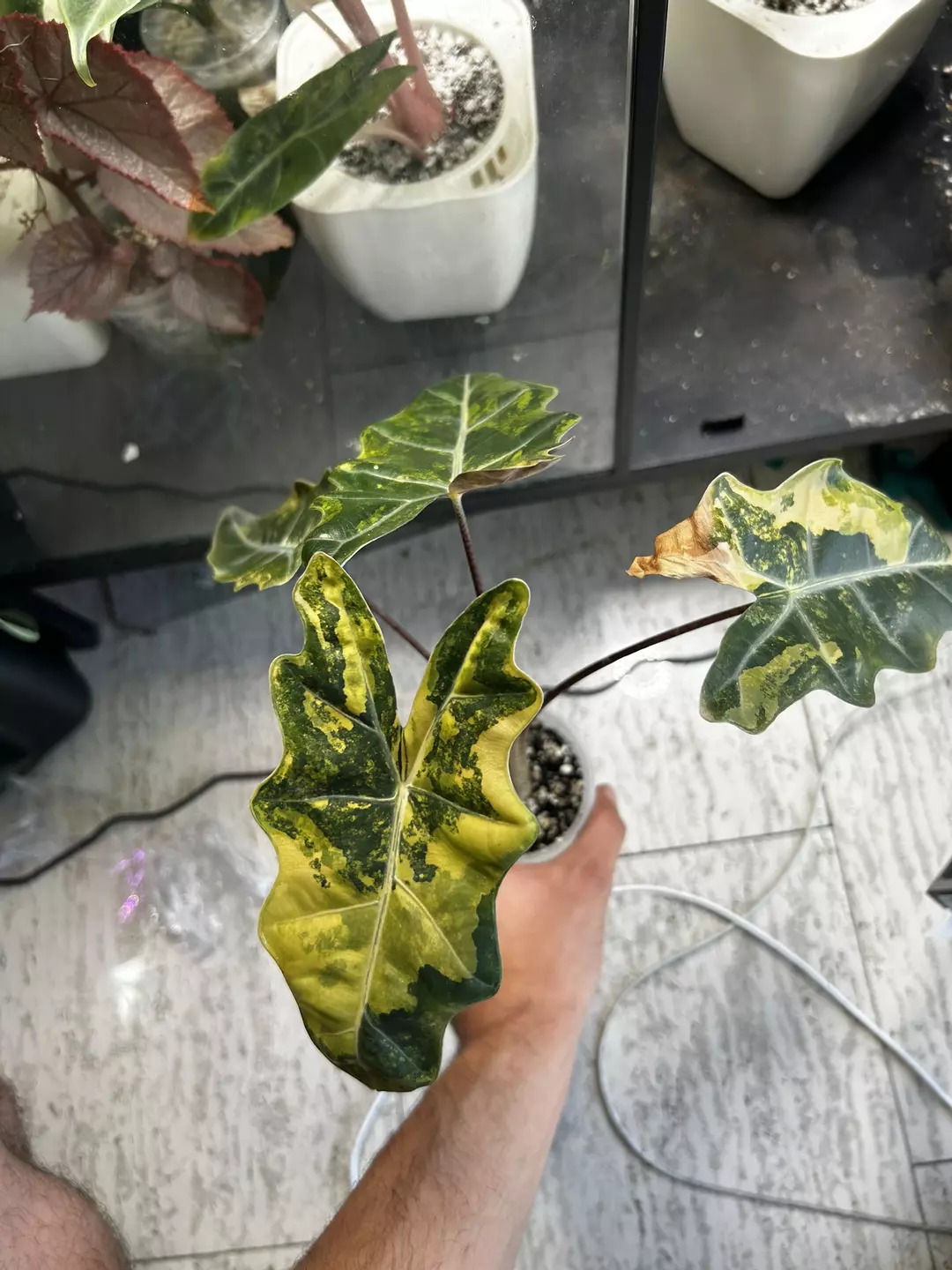 Pseudo Sanderiana Aurea Corm B thumbnail