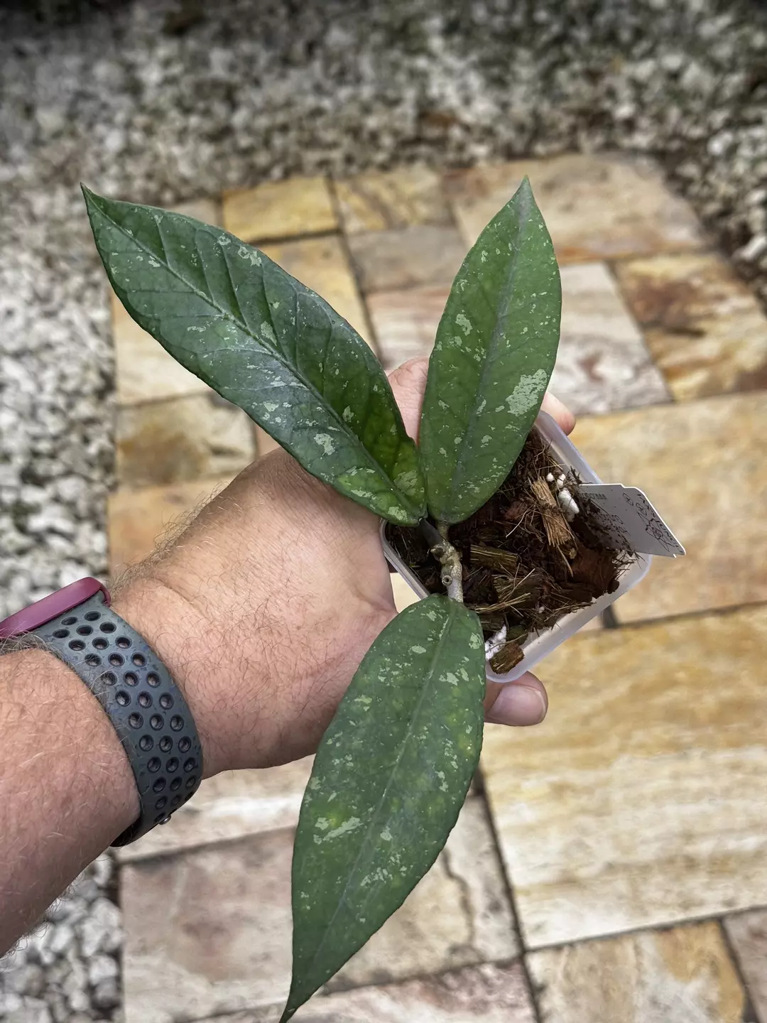 Hoya sp. aceh ‘Gunung Genting’ thumbnail