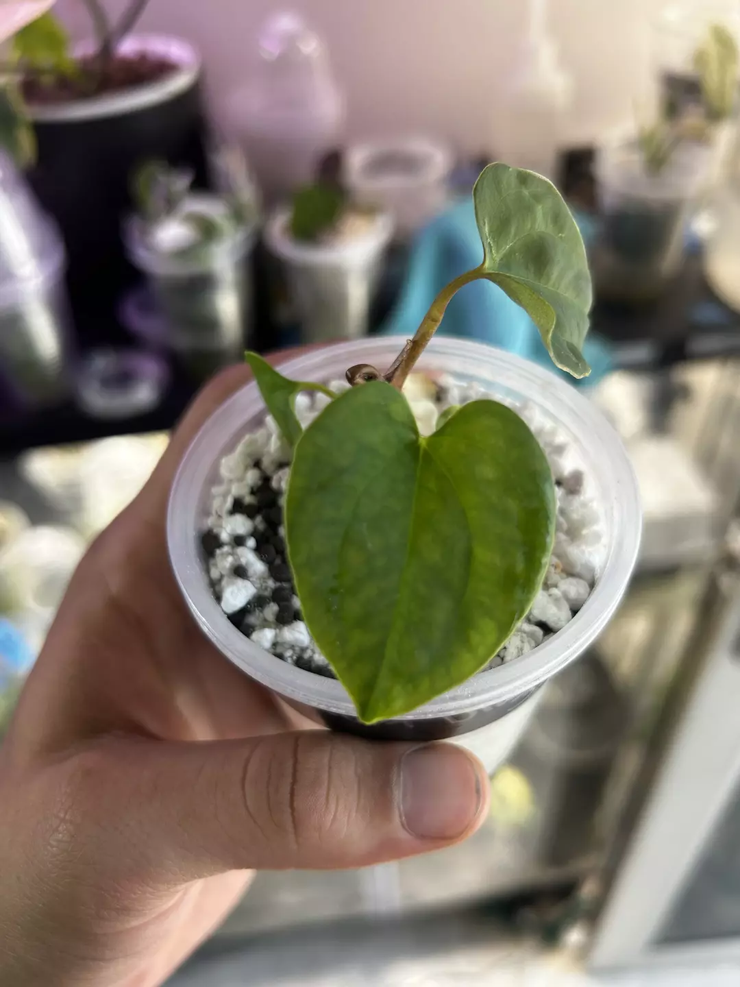 Anthurium Black Magic (aos x black velvet) thumbnail