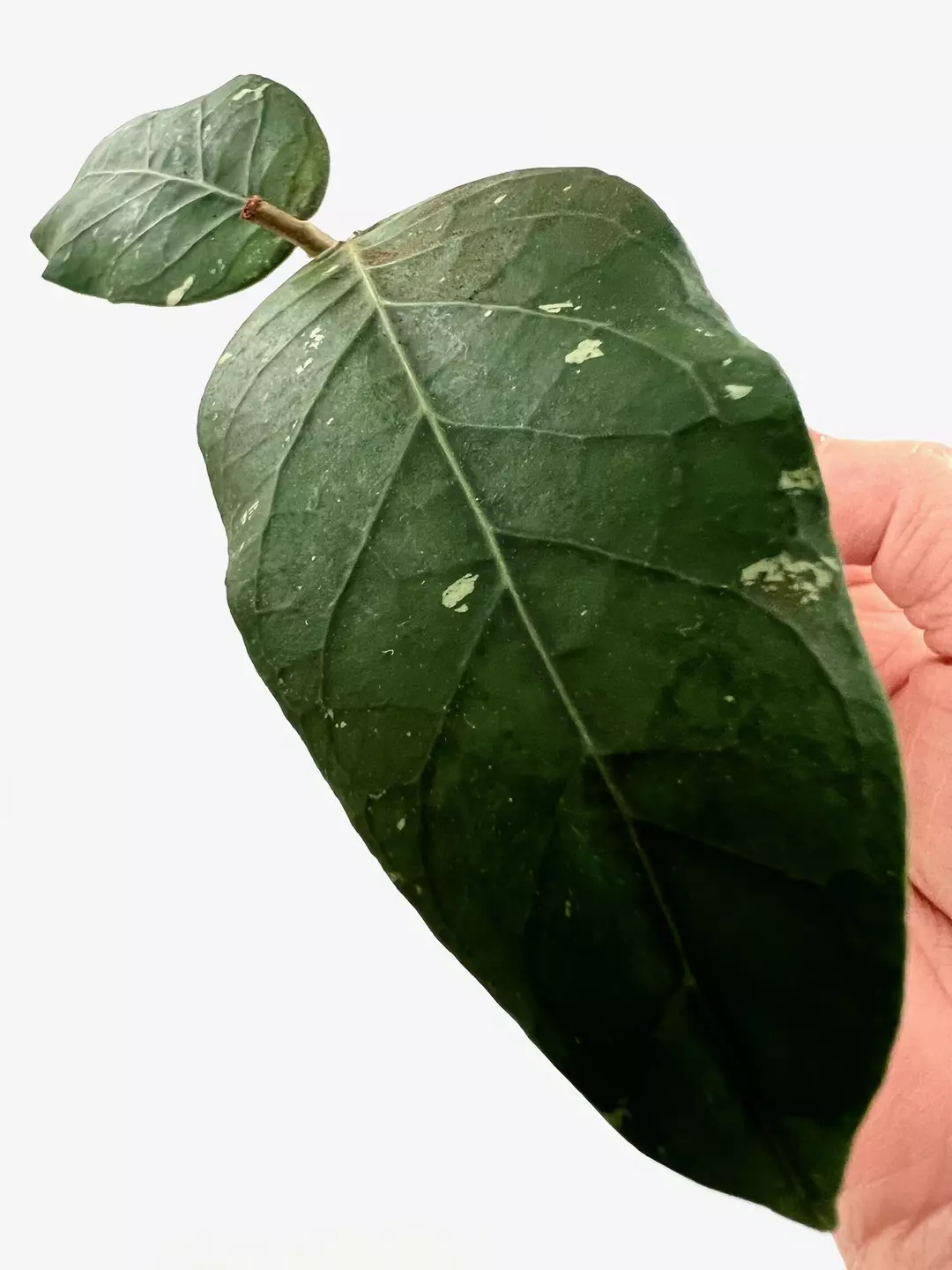 1110 Hoya sp. Aceh Rempung thumbnail