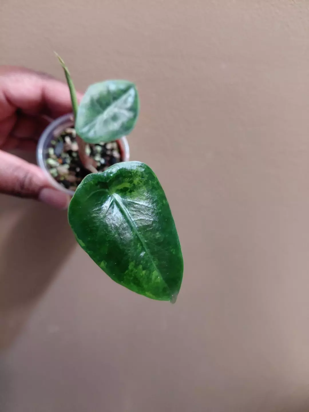 Alocasia Longiloba Green on Green Pup Co Corm Grown thumbnail