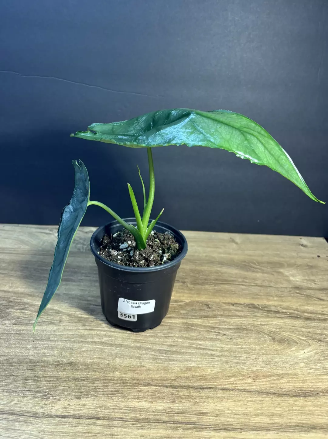 Alocasia Dragon’s Breath 4” 3561 thumbnail