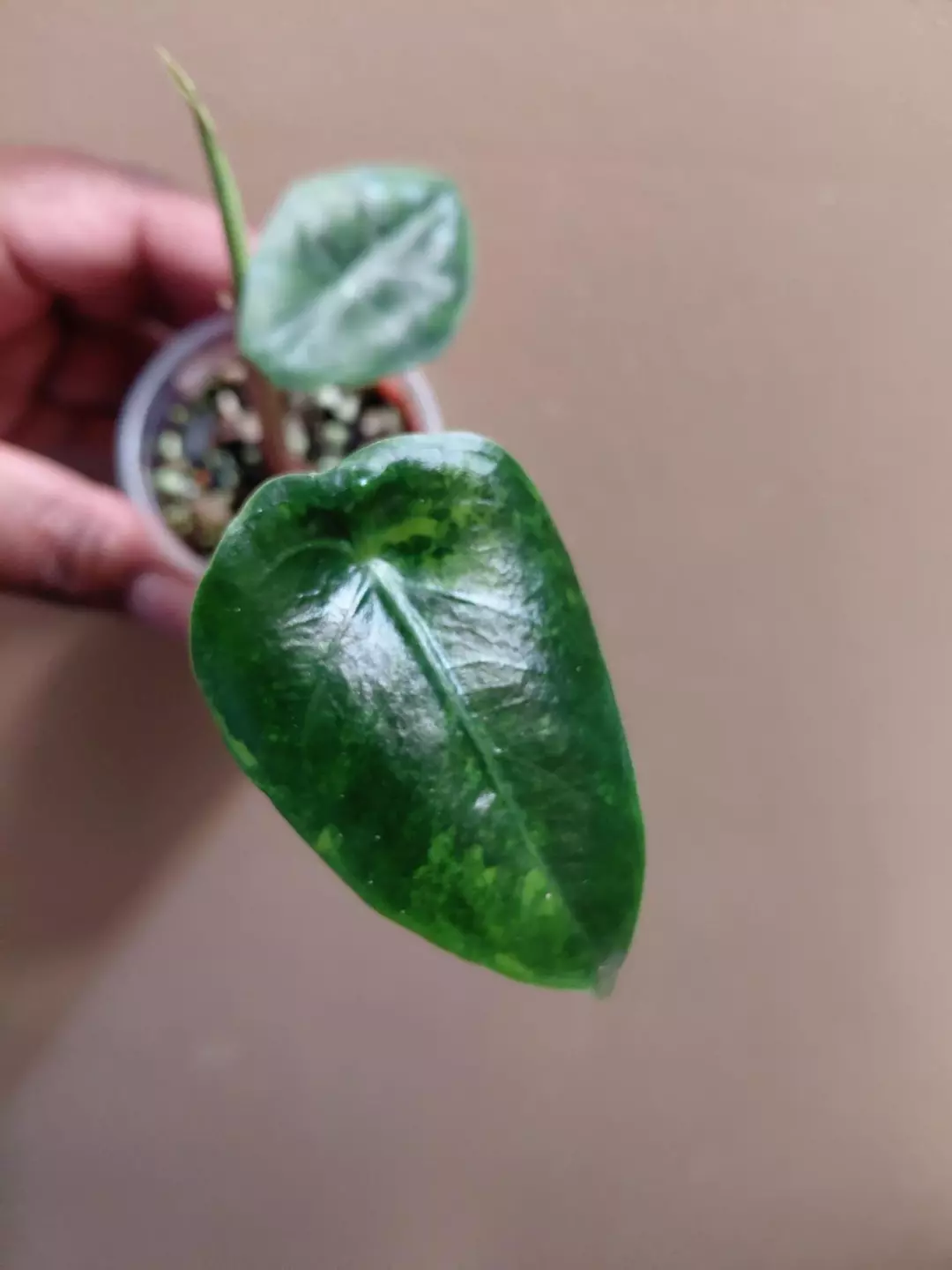 Alocasia Longiloba Green on Green Pup Co Corm Grown thumbnail