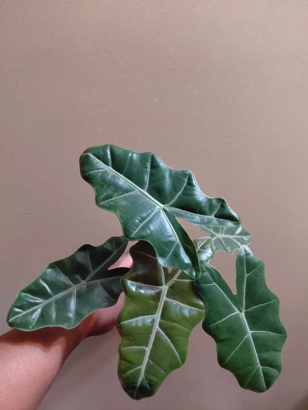 Alocasia Pseudosanderiana Pink Revert thumbnail