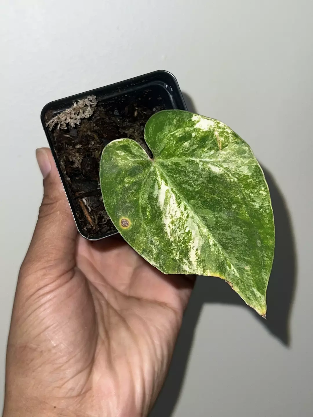 Anthurium var pap x forgetti x AOS rooted mid cut thumbnail