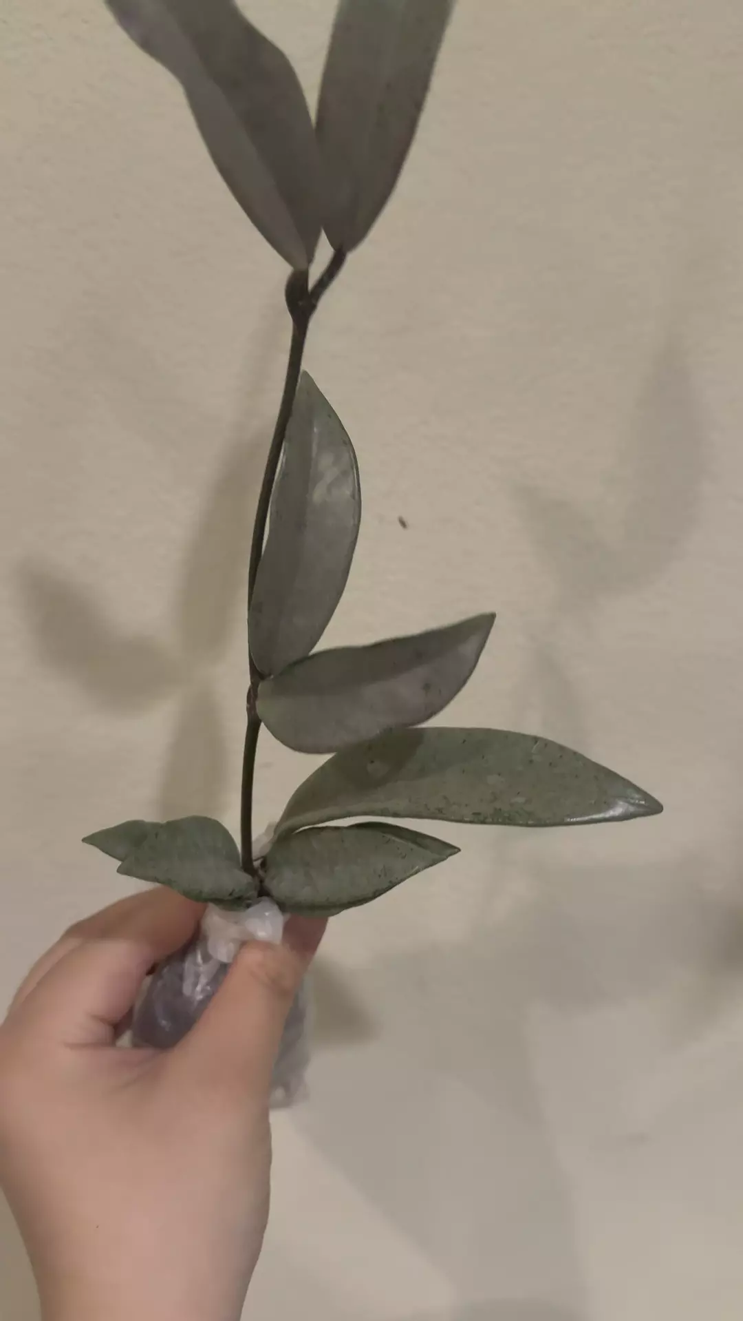 Hoya Wilbur silver thumbnail