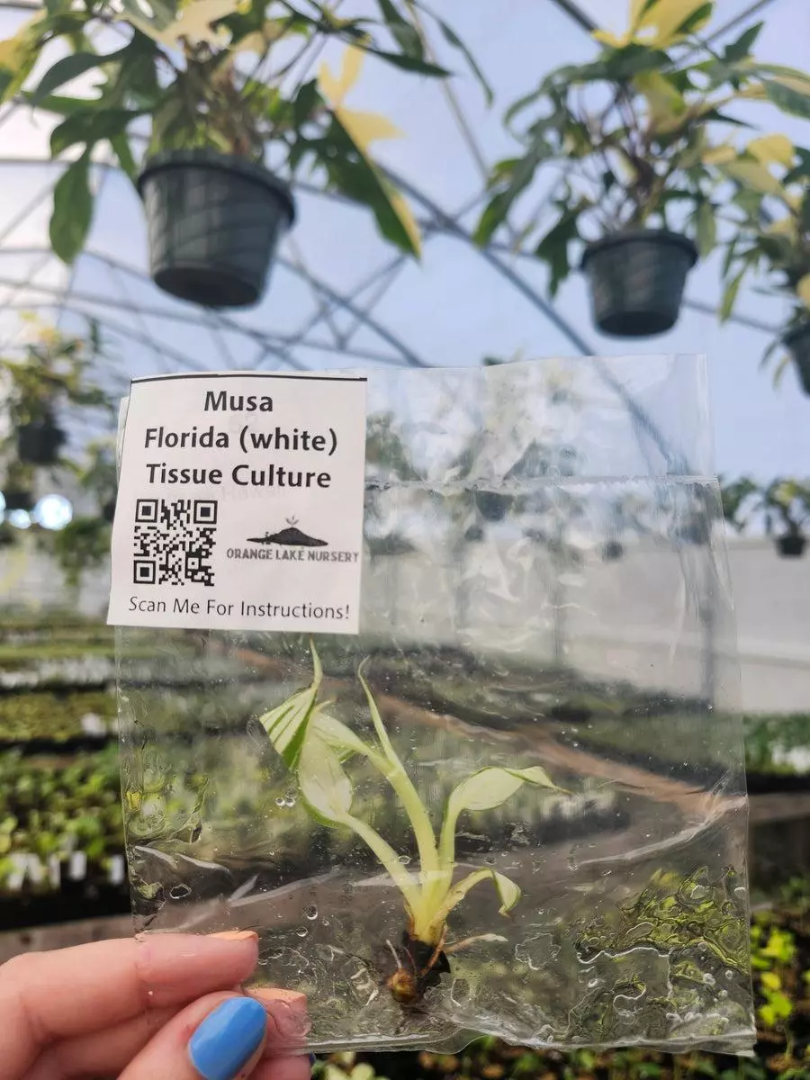 Tc Musa Florida thumbnail
