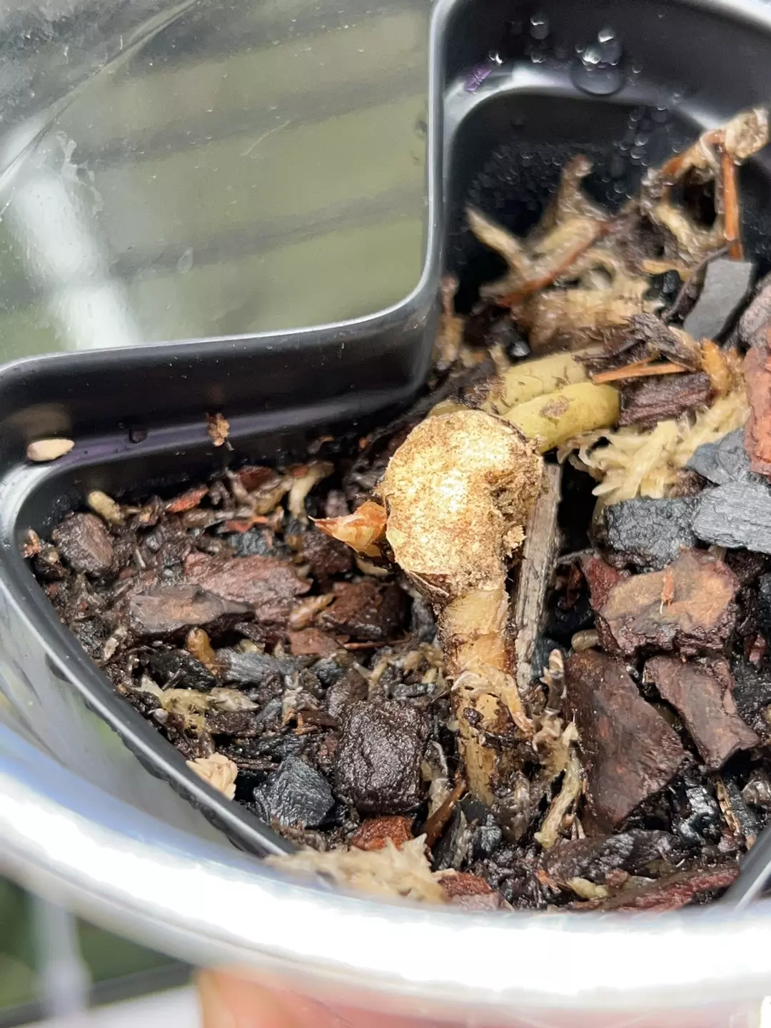 Anthurium var pap x eastern dress rooted node w growth point thumbnail