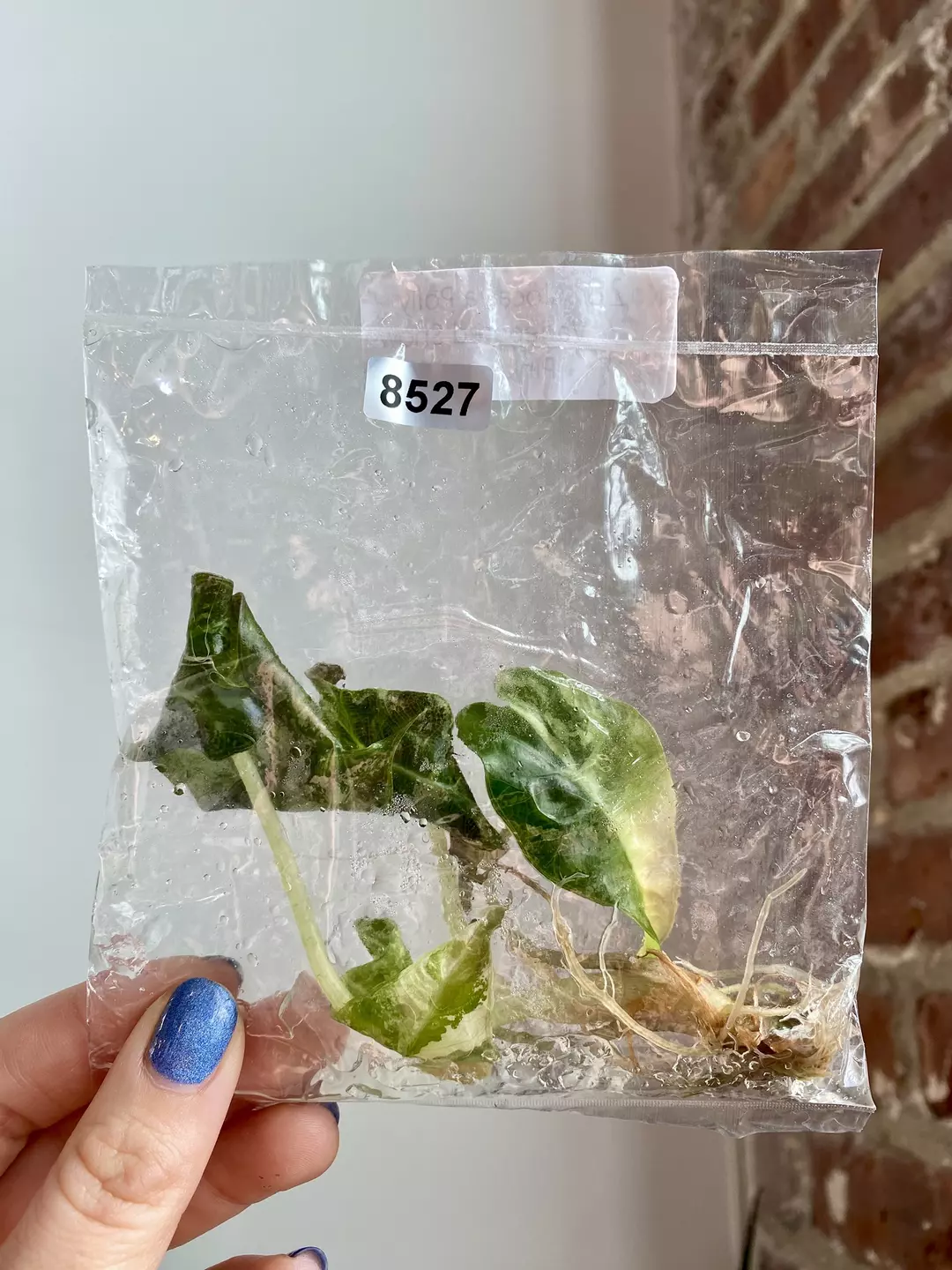 TC Alocasia Polly Snow Pink 8527 thumbnail