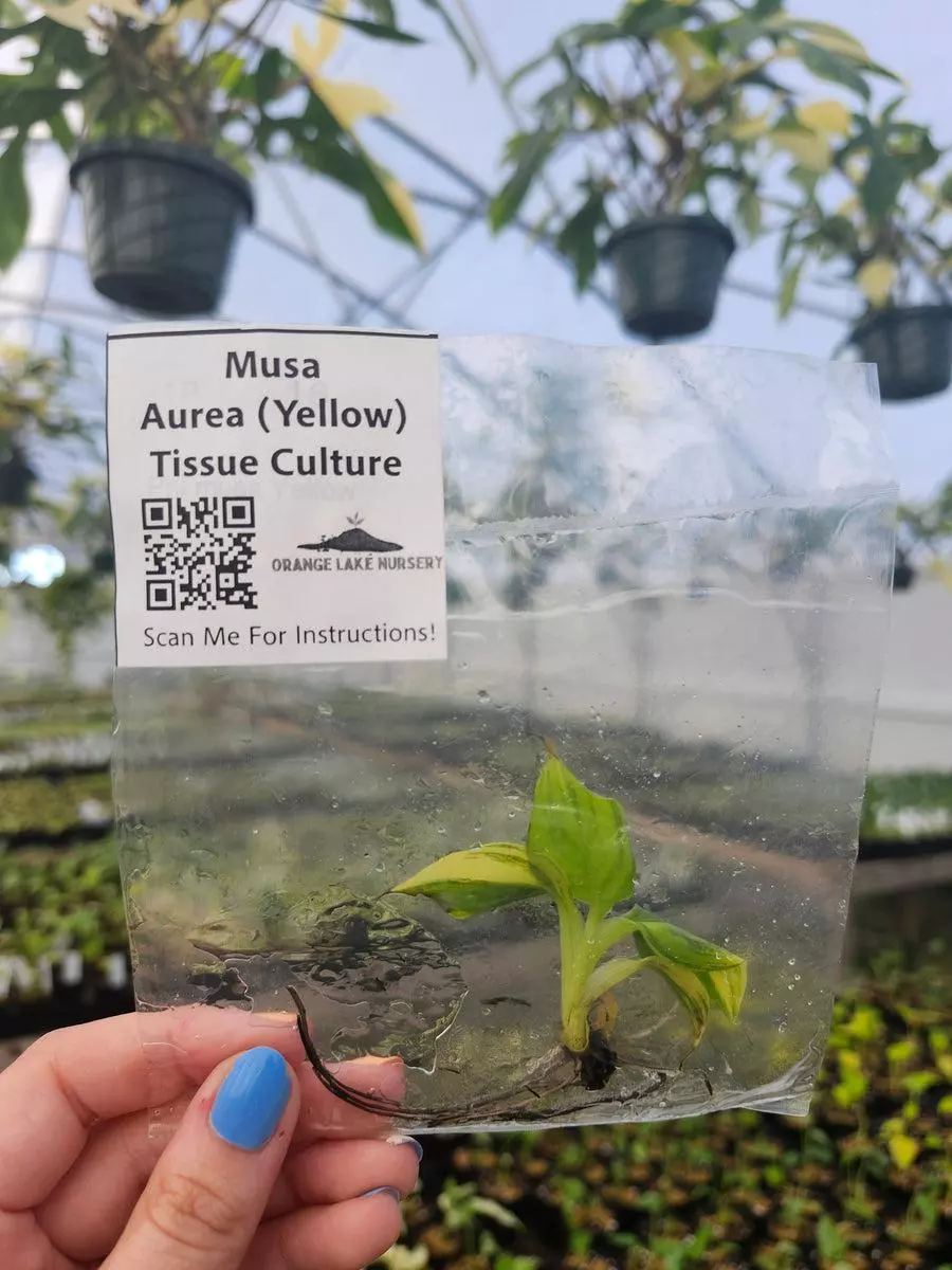 Tc Musa Aurea thumbnail