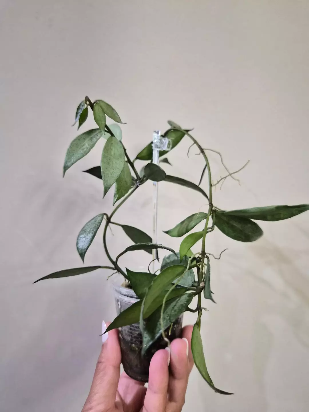 Lacunosa 'White Pearl' thumbnail
