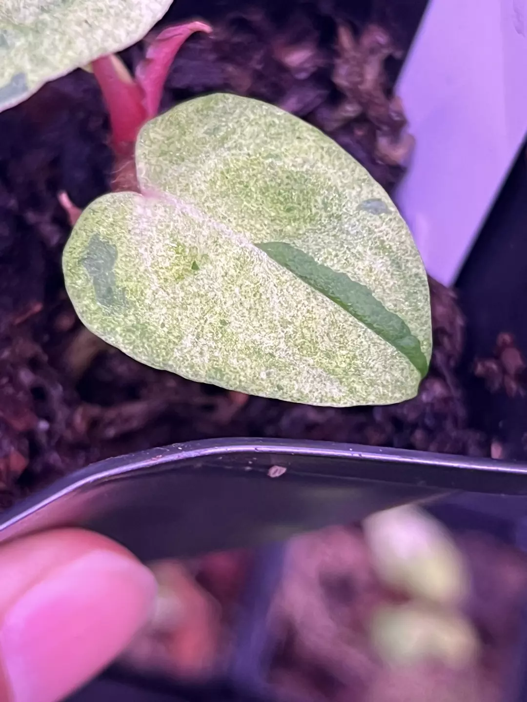 Anthurium (Texula RC x ‘Dorito’) x (Ree Pap x ‘Dorito’) thumbnail