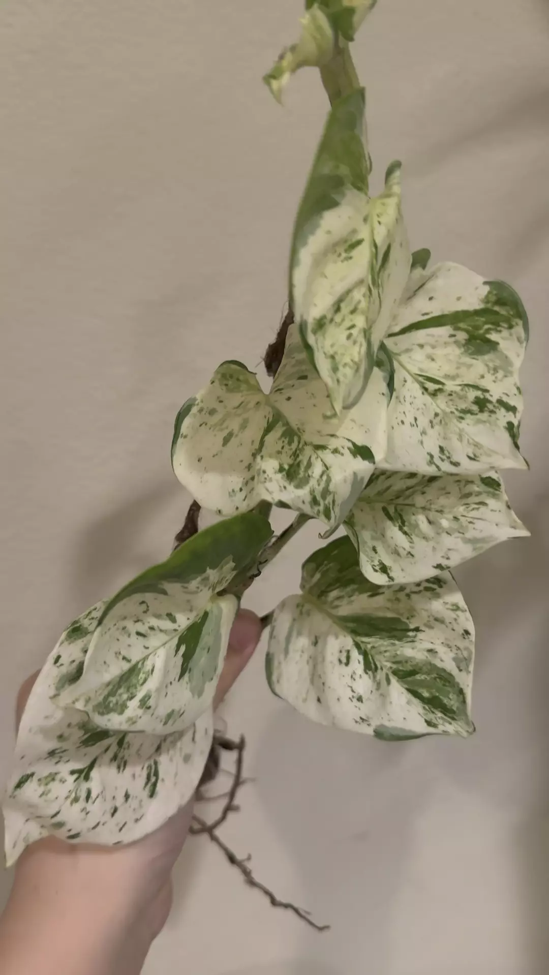 Manjula Pothos no 3 thumbnail