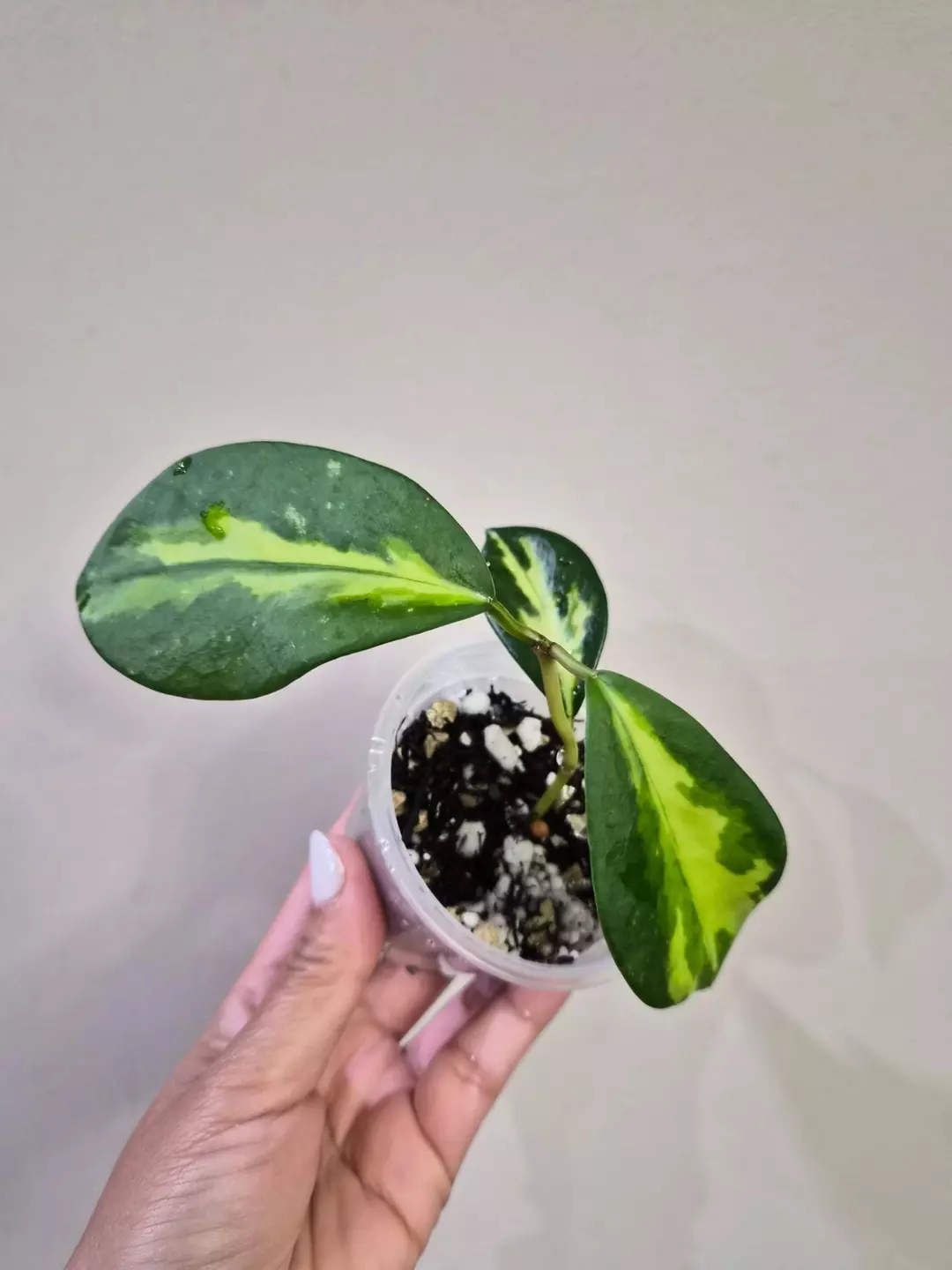 Diversifolia 'Maharani' thumbnail