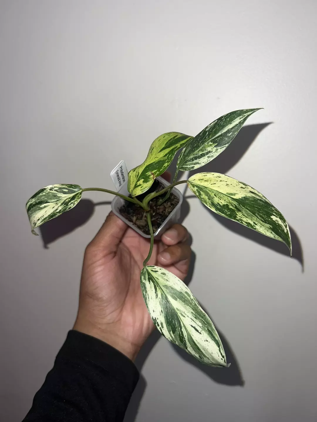 Philodendron emerald king  thumbnail