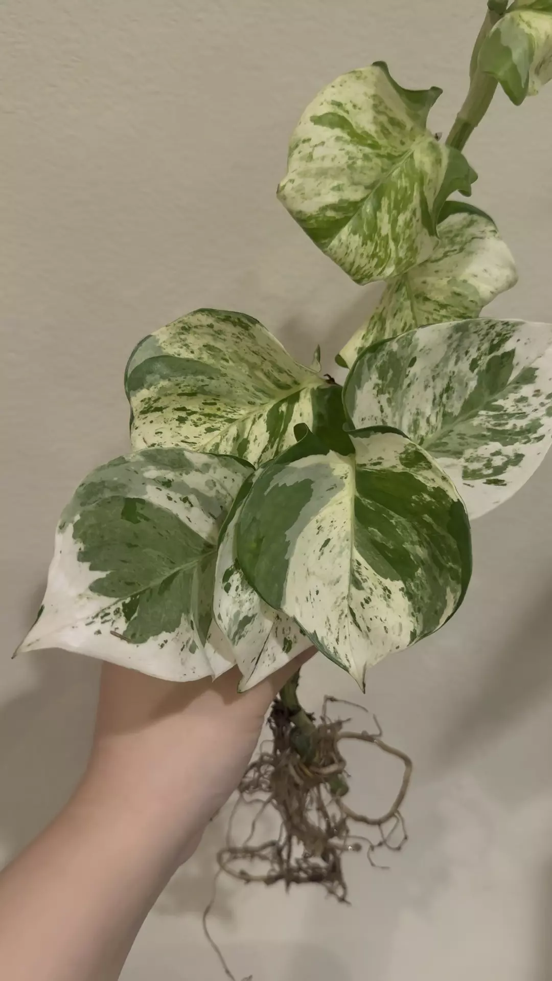 Manjula Pothos no 1 thumbnail