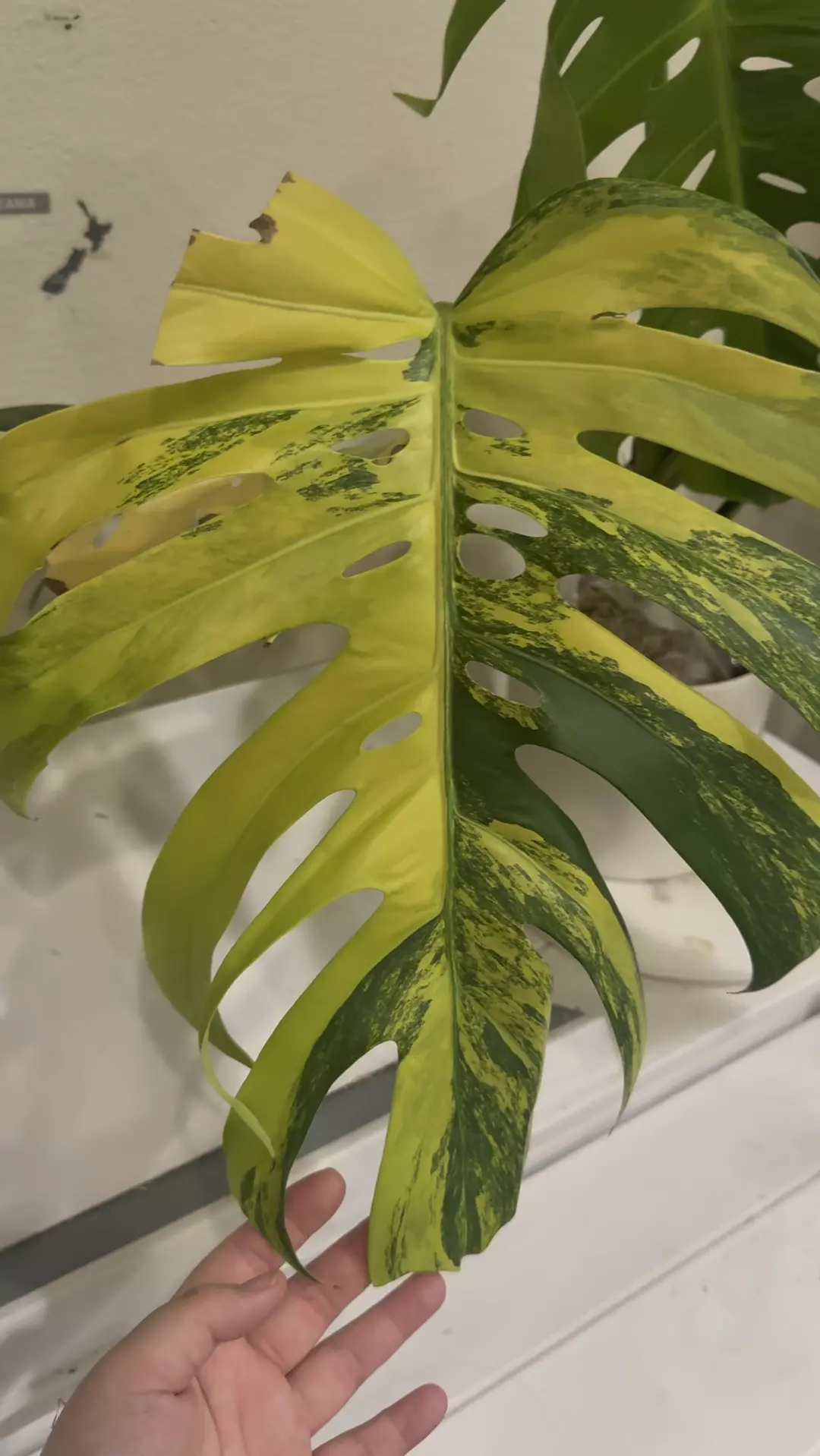 Monstera aurea variegated no 2 thumbnail
