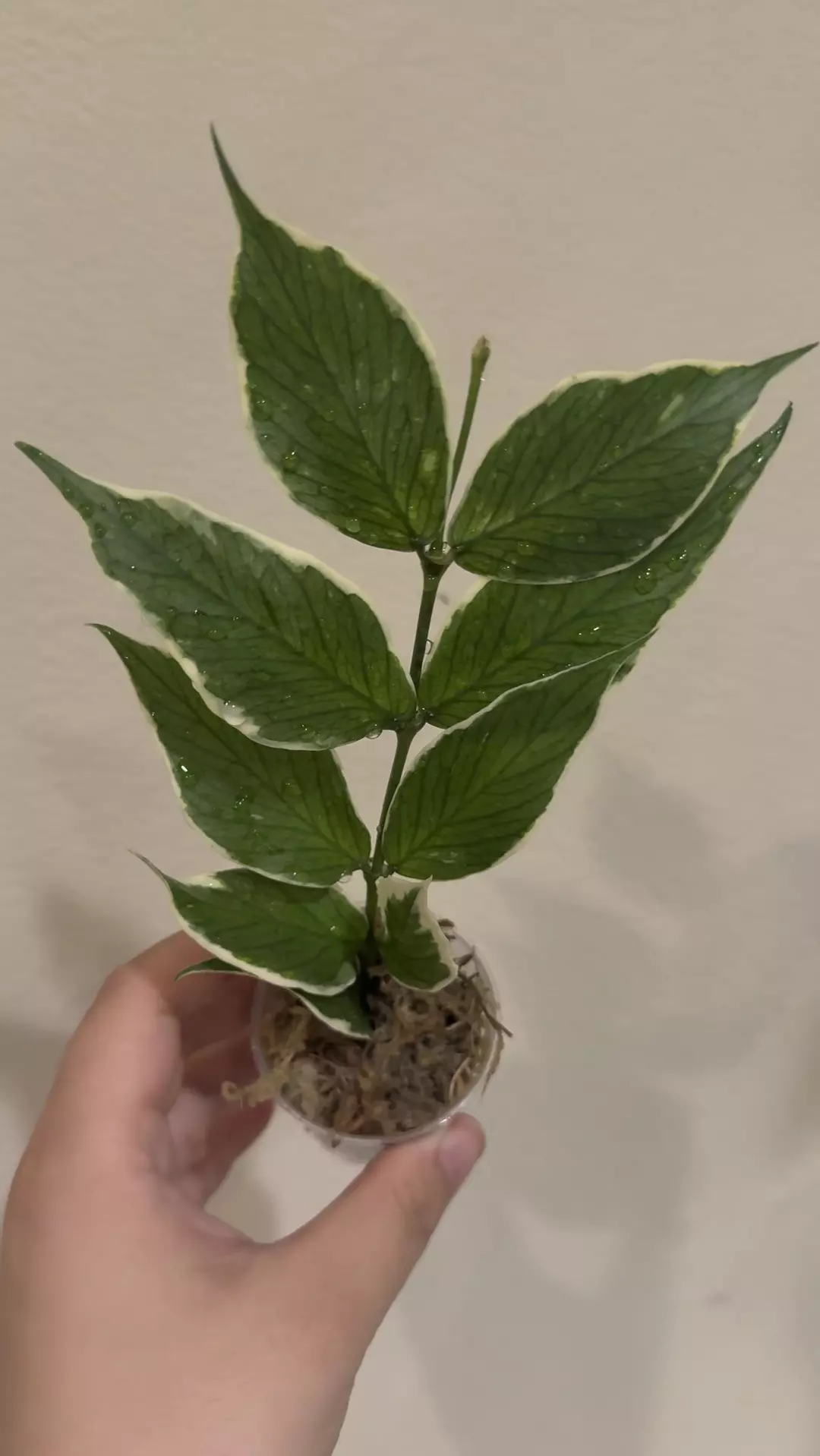 Hoya polyneura outer variegated  thumbnail