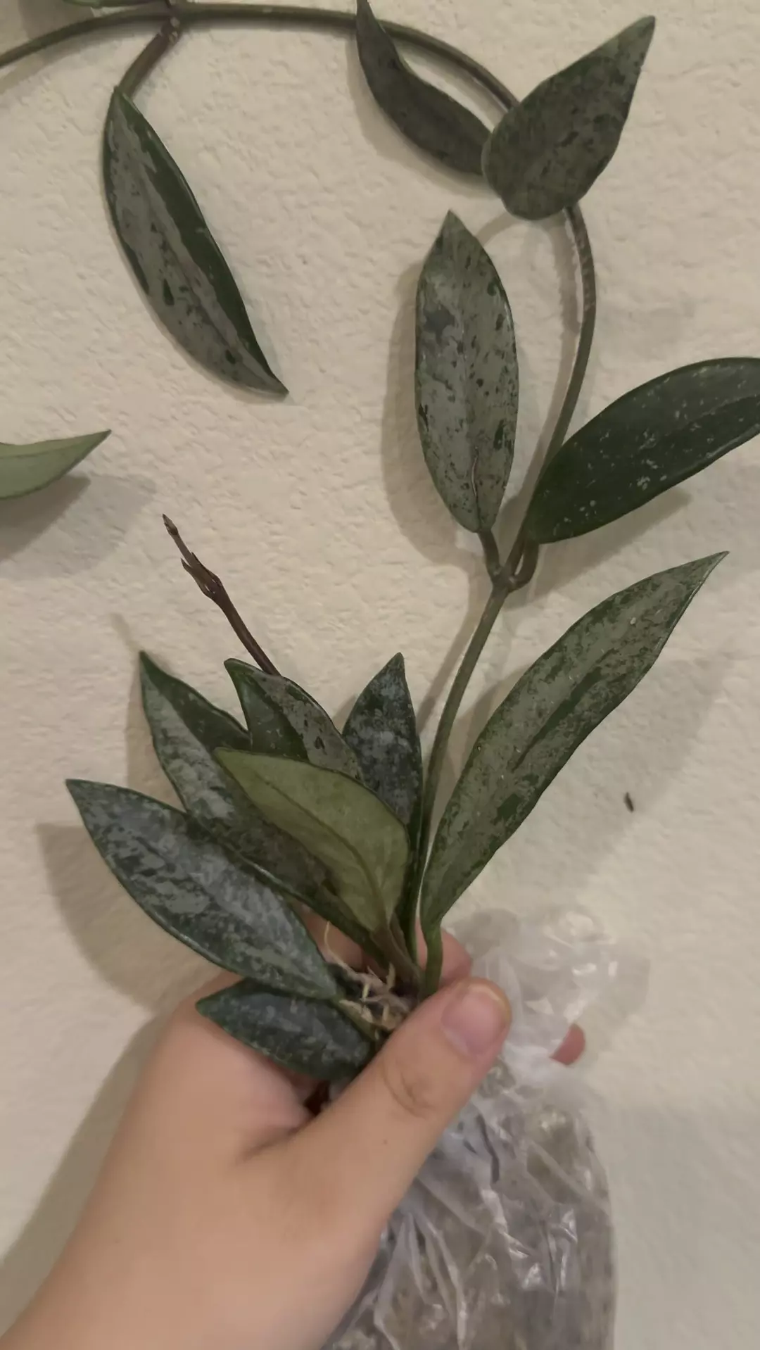 Hoya Wilbur silver graves thumbnail
