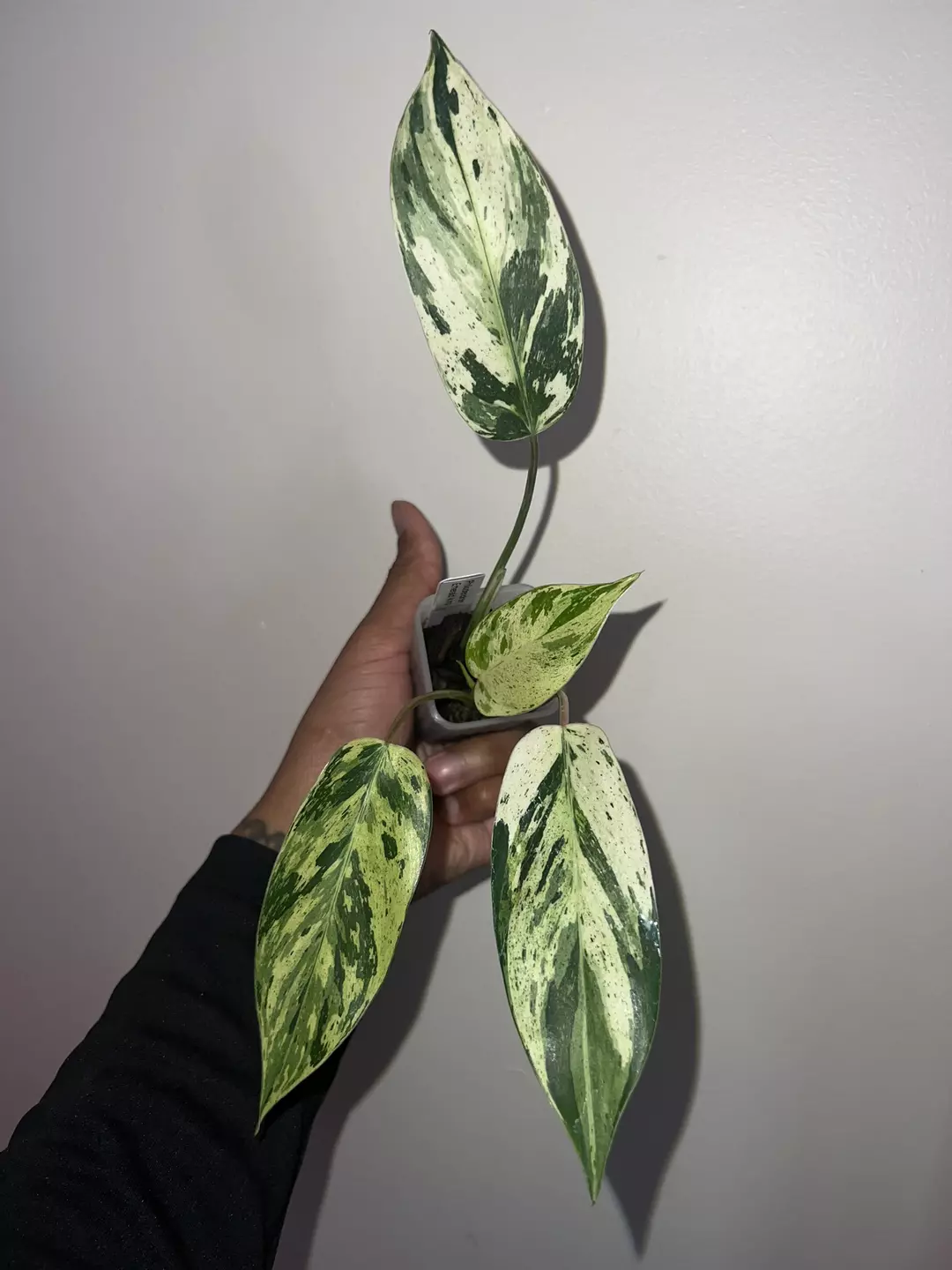 Philodendron emerald king  thumbnail