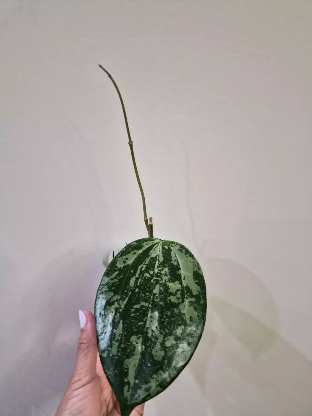 Latifolia 'Snow Queen' thumbnail