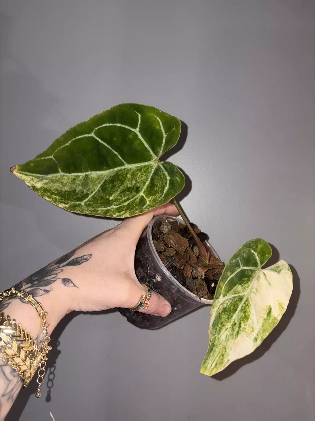 Anthurium Variegated Crystallinum thumbnail