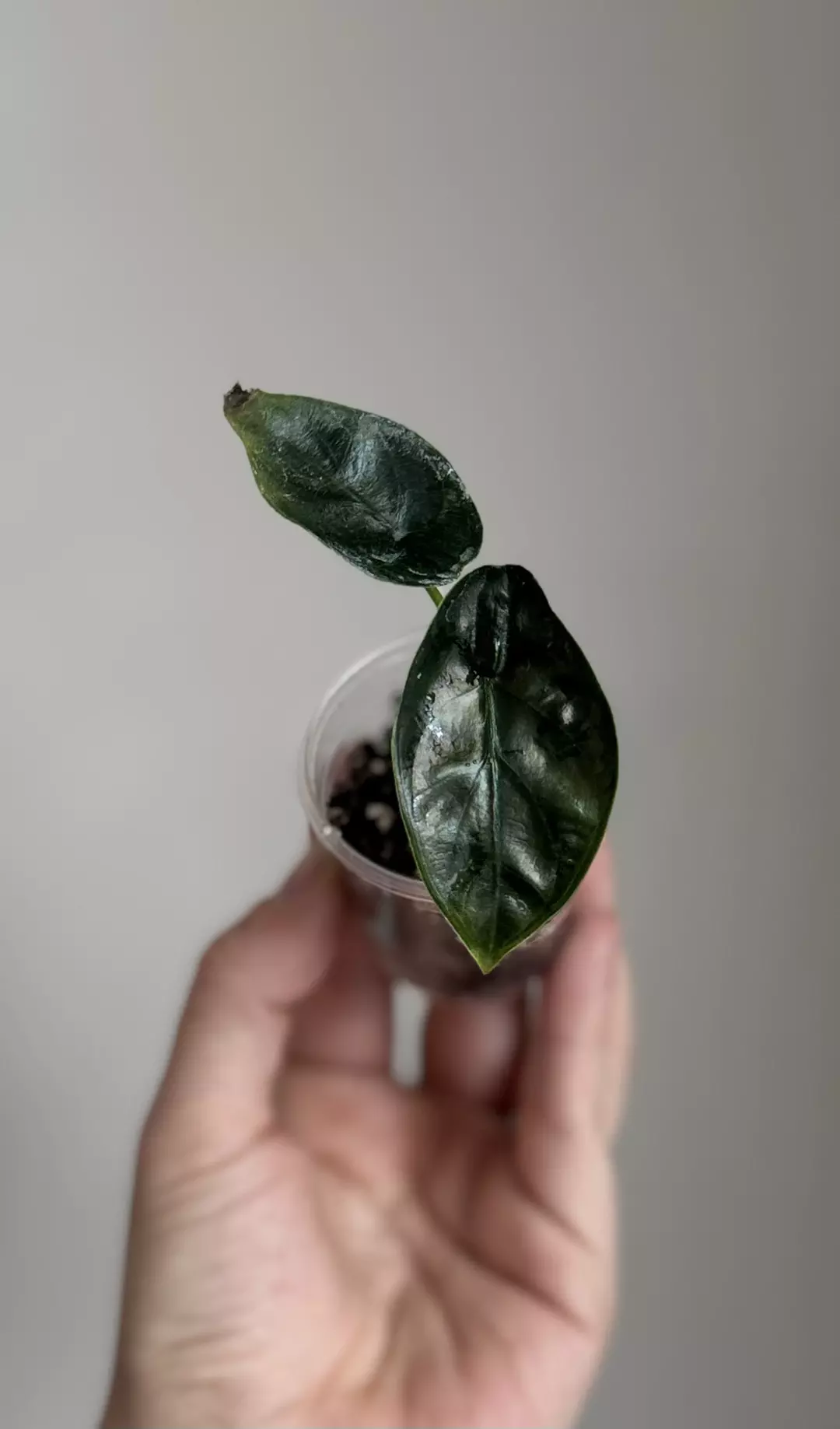 Green Unicorn pup thumbnail
