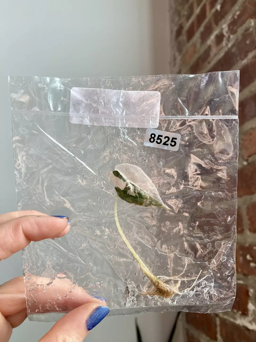 TC Alocasia Pink Nobilis 8525 thumbnail