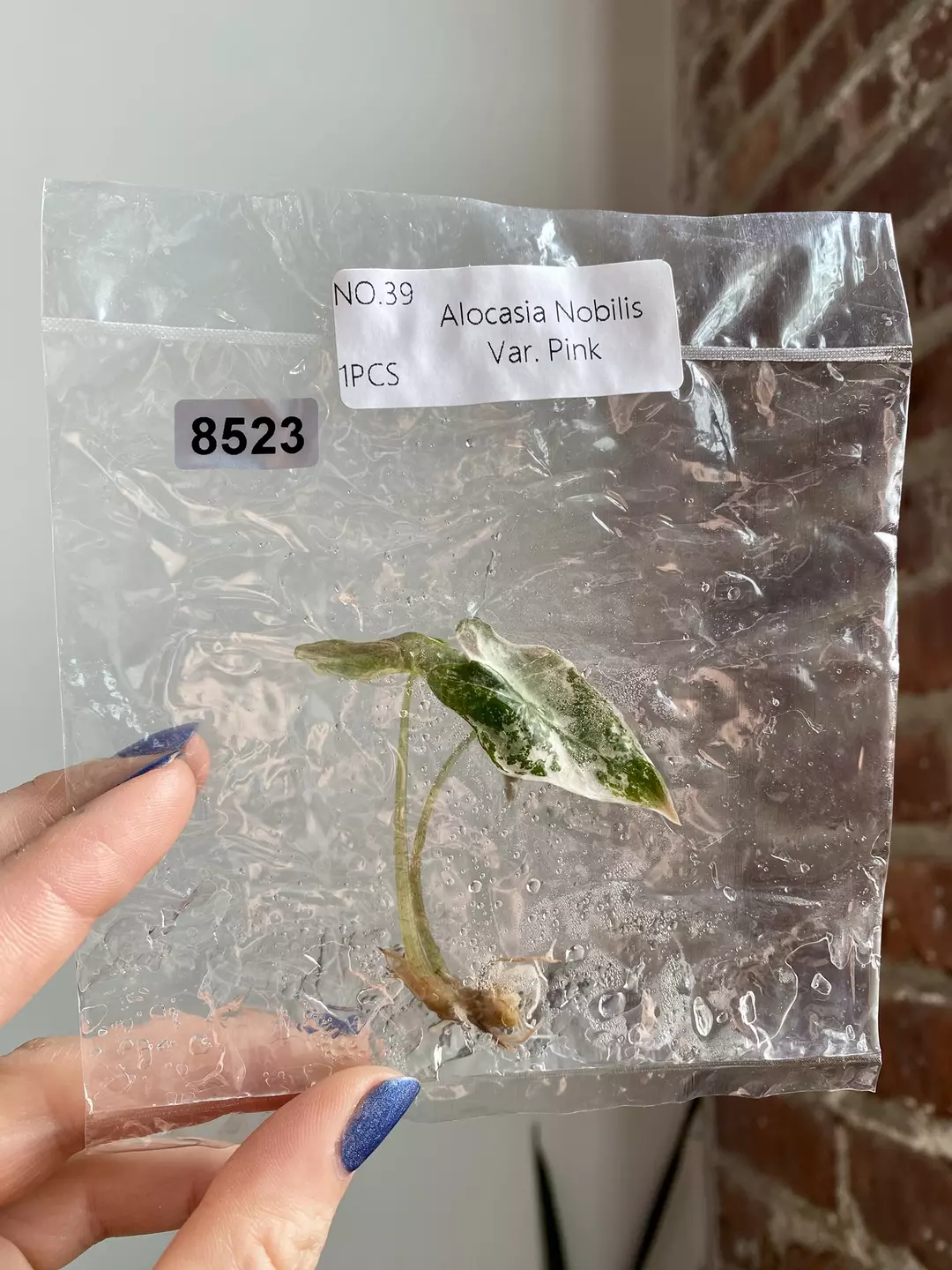TC Alocasia Pink Nobilis 8523 thumbnail