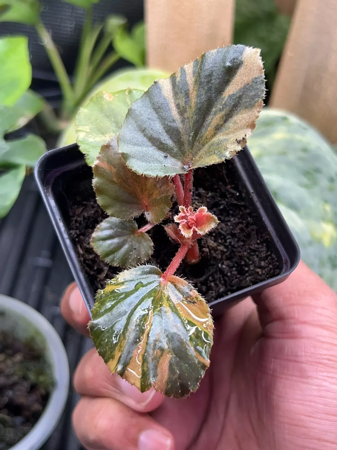 begonia cucullata variegated thumbnail