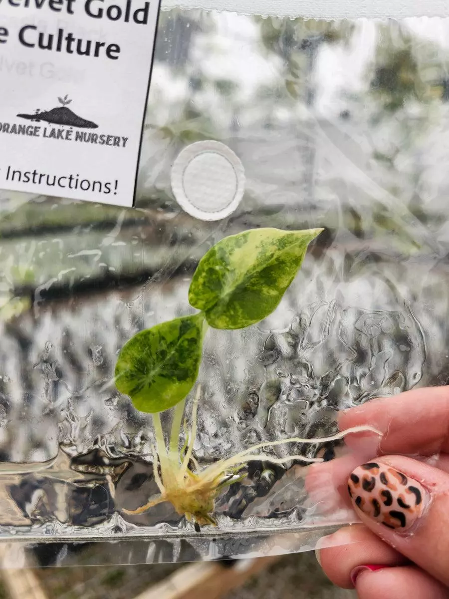 Tc Alocasia Black Velvet gold thumbnail