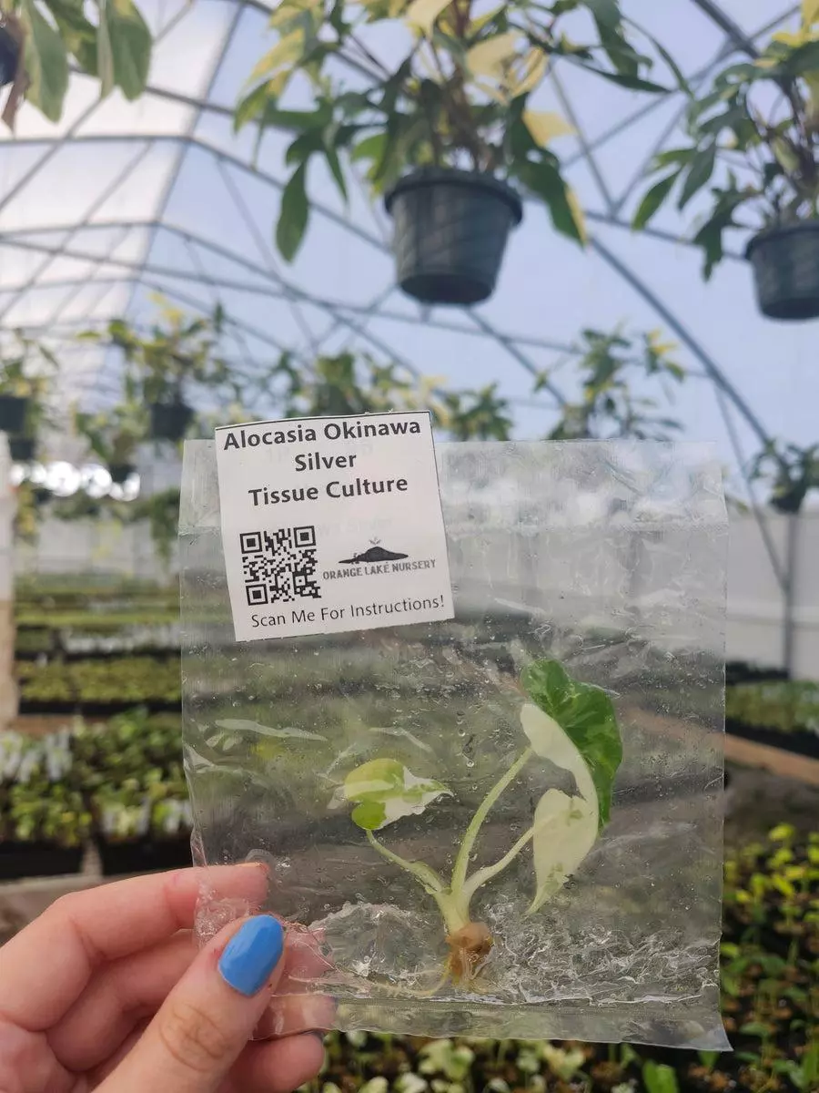 Tc Alocasia Okinawa silver thumbnail