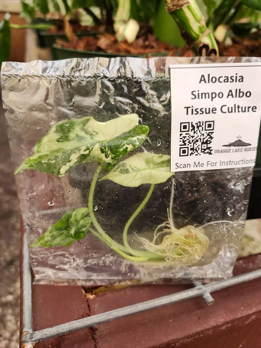 Tc Alocasia Simpo Albo thumbnail