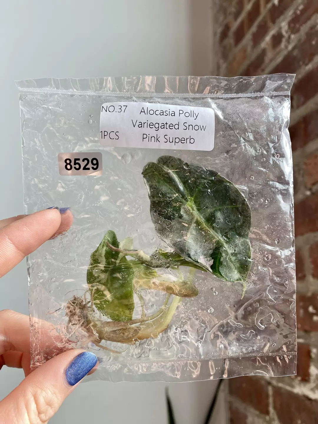 TC Alocasia Polly Snow Pink 8529 thumbnail