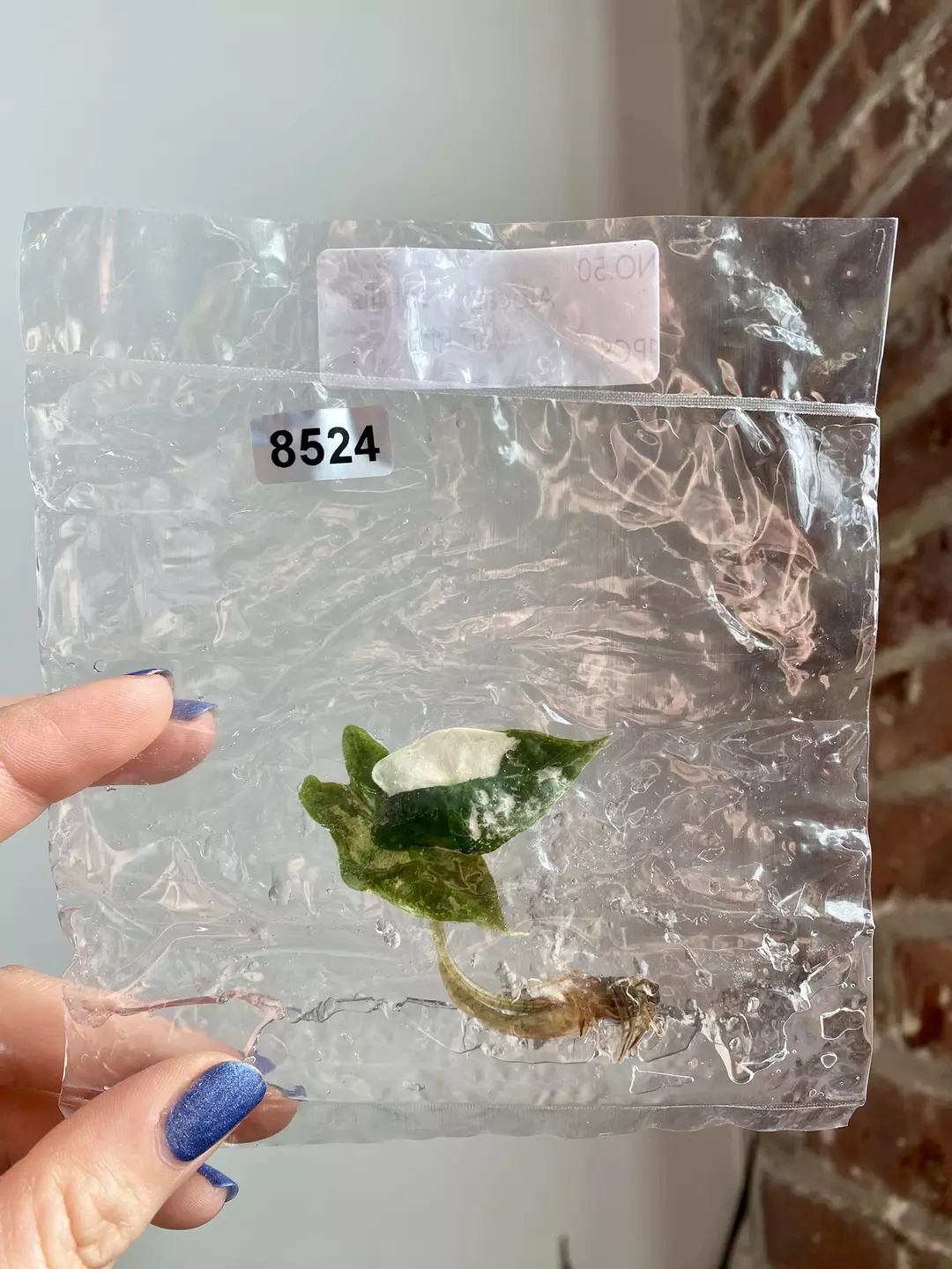 TC Alocasia Pink Nobilis 8524 thumbnail