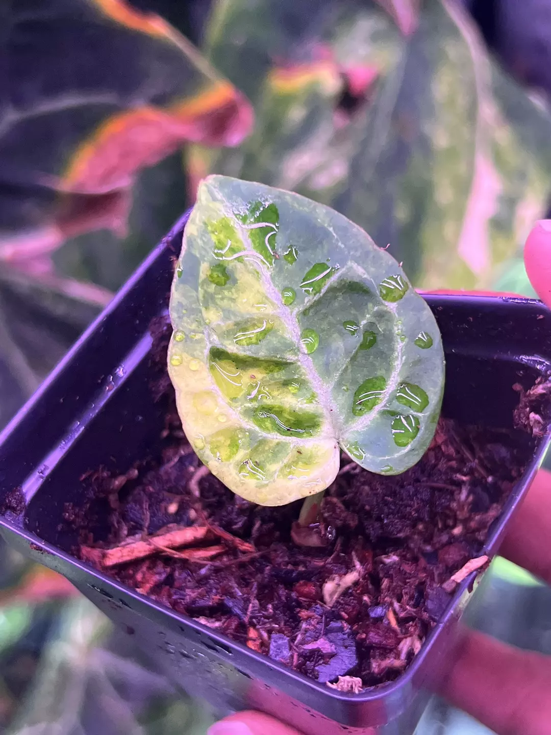 Anthurium var pap x mag x RC clone thumbnail
