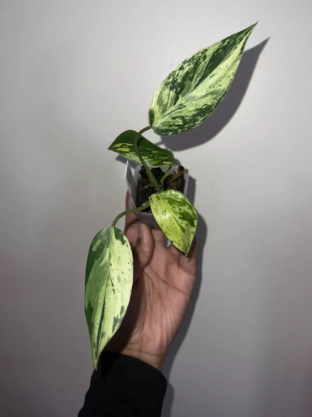 Philodendron emerald king  thumbnail
