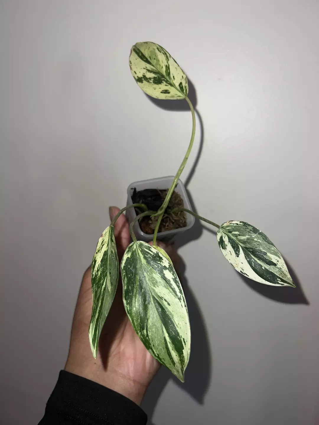 Philodendron emerald king  thumbnail