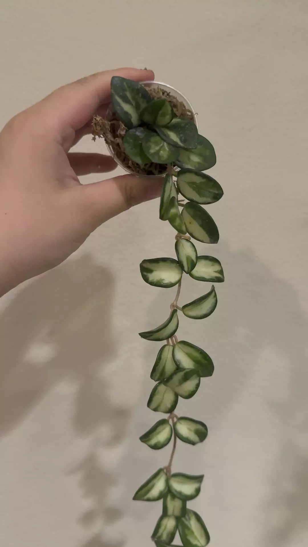Hoya mathilde variegated no 2 thumbnail