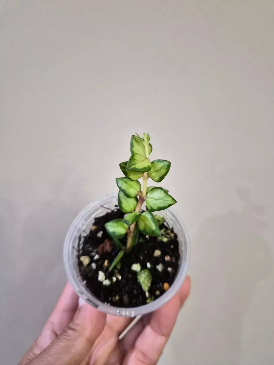 Chinghungensis variegated thumbnail