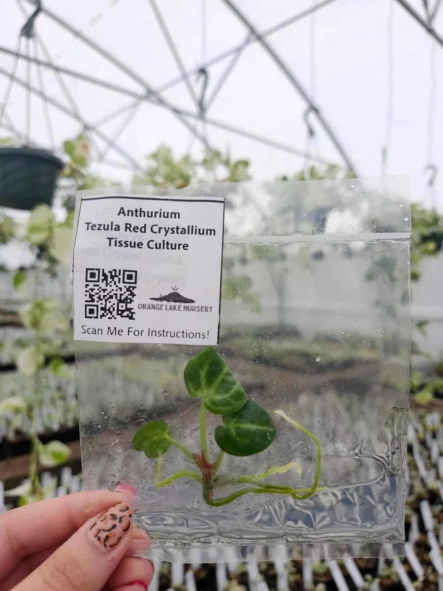Tc Anthurium Tezula Red Crystal thumbnail