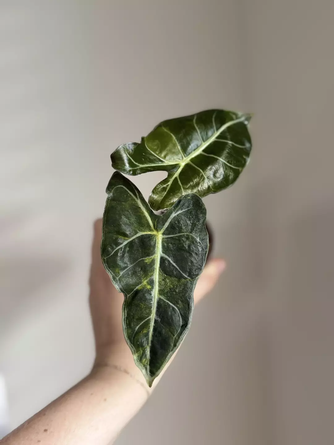 Rare Alocasia dragons tooth Aurea mutation thumbnail