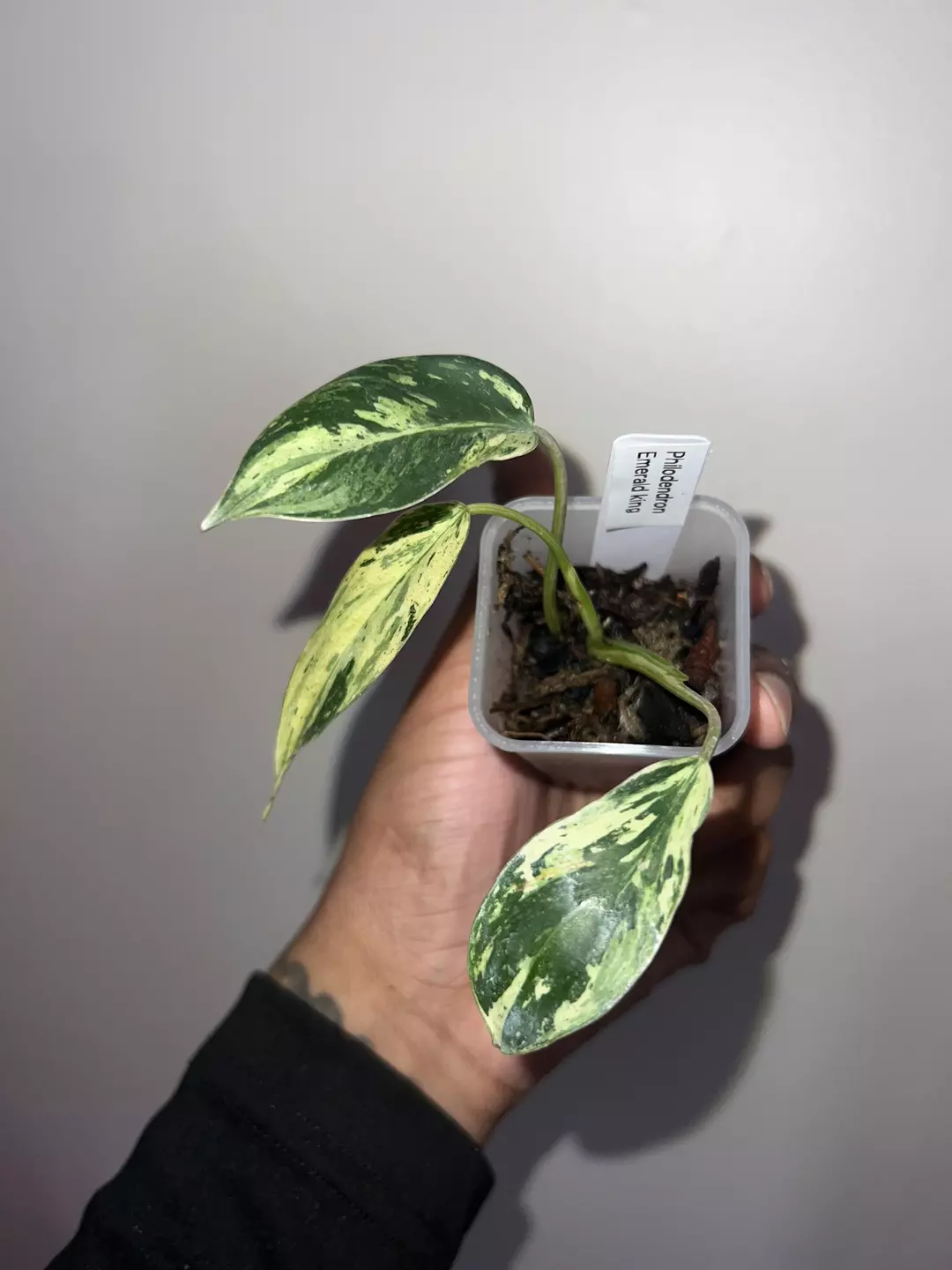 Philodendron emerald king  thumbnail
