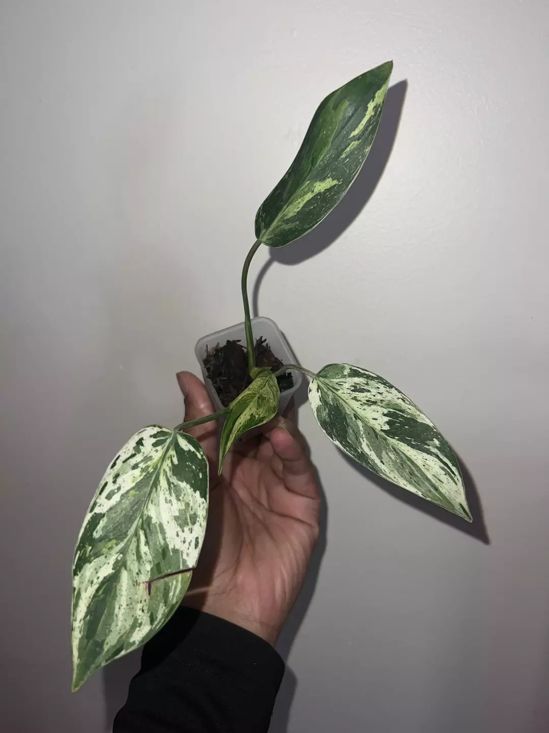 Philodendron emerald king  thumbnail